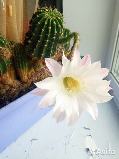 Кактус детки