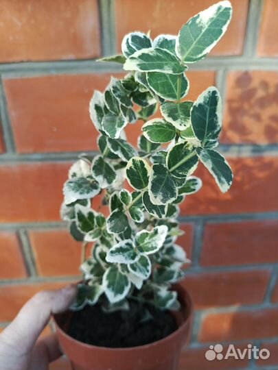 Многолетник для сада Бересклет