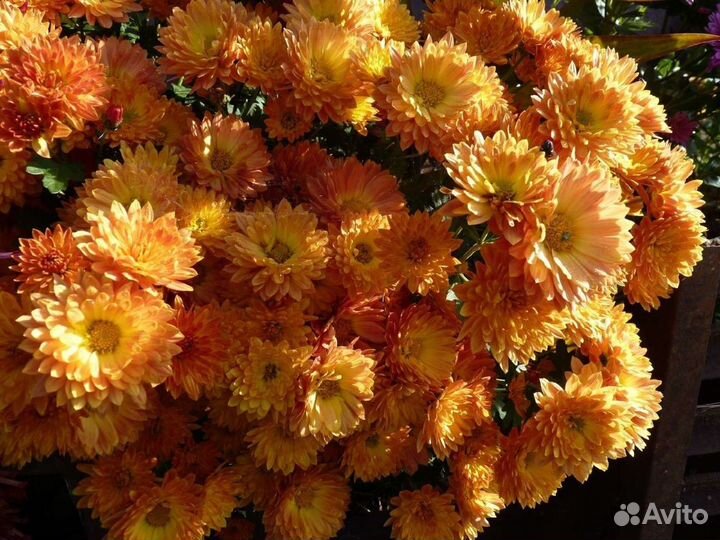 Хризантема