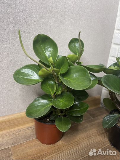 Пеперомия туполистная комнатеые цветы