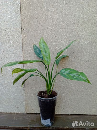 Аглаонема Драцена