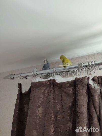 Волнистый попугай