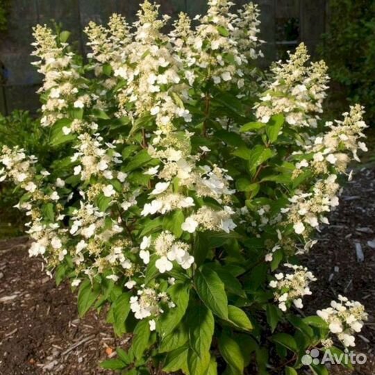 Гортензия Киушу