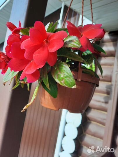 Бальзамин Уорена