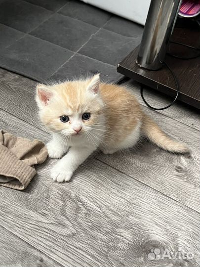 Котята британец шотландцы
