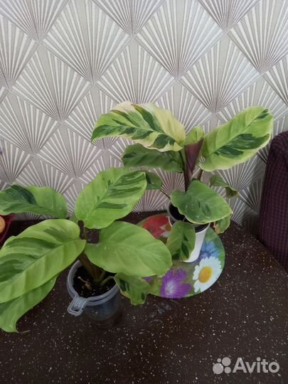 Комнатные цветы