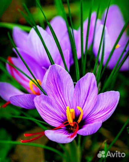 Шафран Луковицы сорт Crocus Sativus Посевной