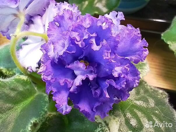 Фиалки сортовые более 600 сортов