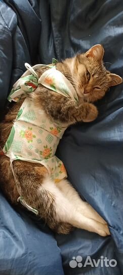 Трехцветная кошка