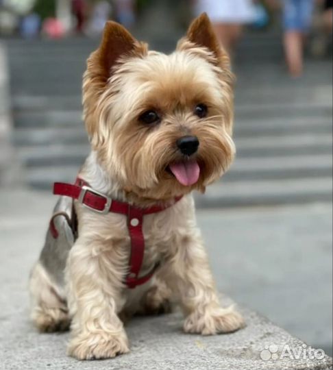 Йоркширский терьер