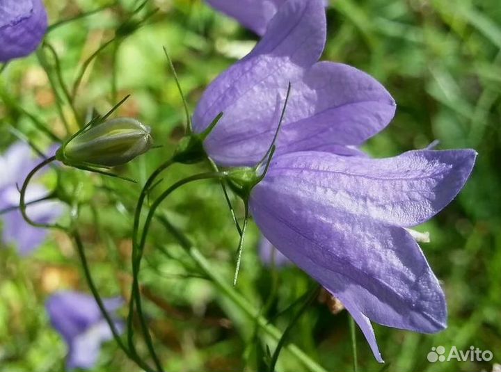 Колокольчик круглолистный