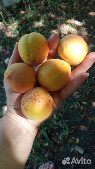 Саженцы абрикоса