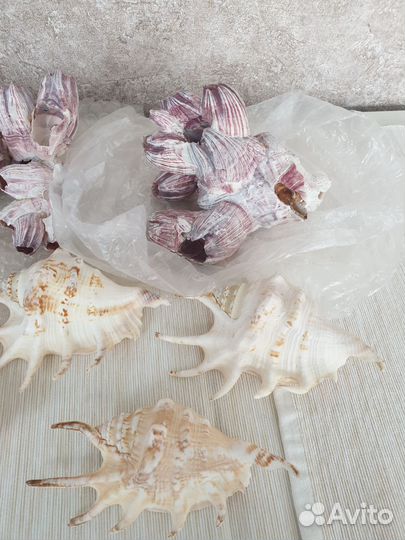 Ракушки для аквариума