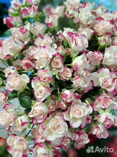 Роза 70см Кустовая Эквадор