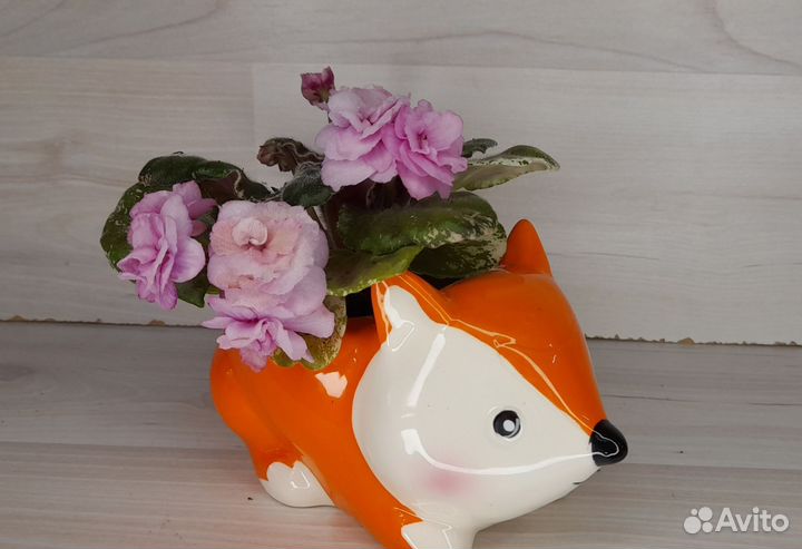 Фиалки цветущие