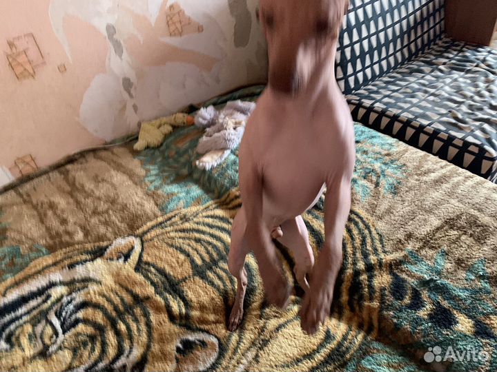 Мексиканская голая собака, Ксолоитцкуинтли