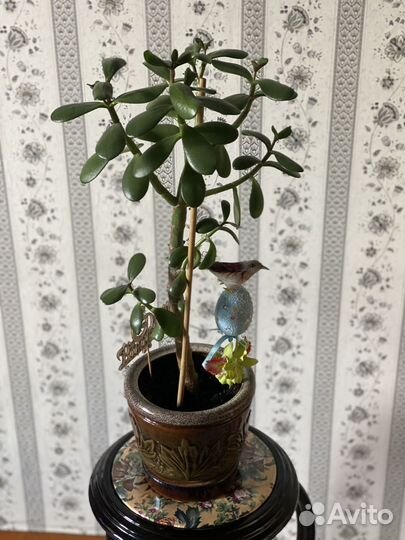 Толстянка (денежное дерево, живое дерево)