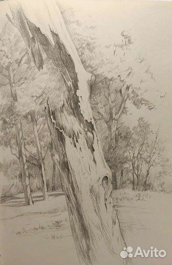 Рисунок старое дерево