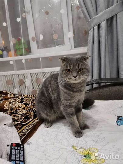 Шотландский кот