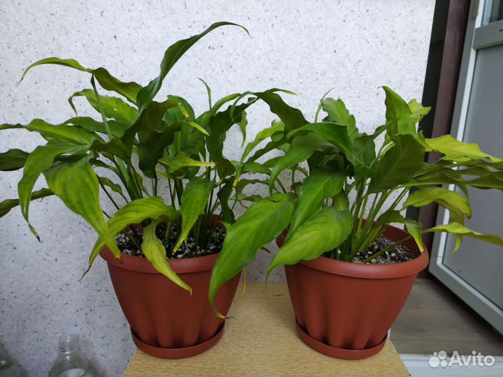 Спатифиллум, Пальма юкка