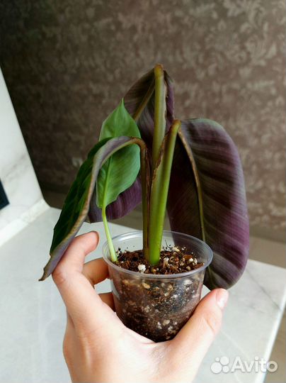 Комнатные цветы