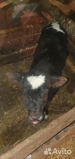 Продам бычка недельного