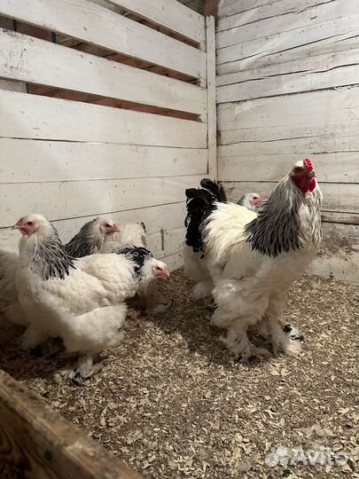 Инкубационное яйцо брама