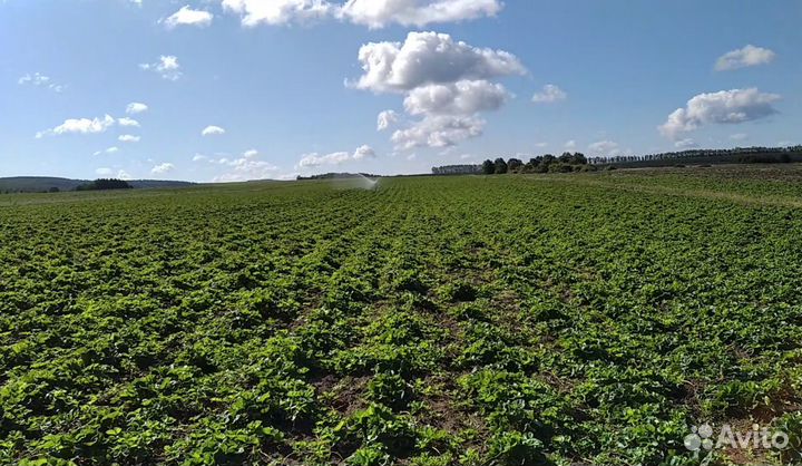 Рассада клубники Азия Клери Сандра Сирия Флоренс