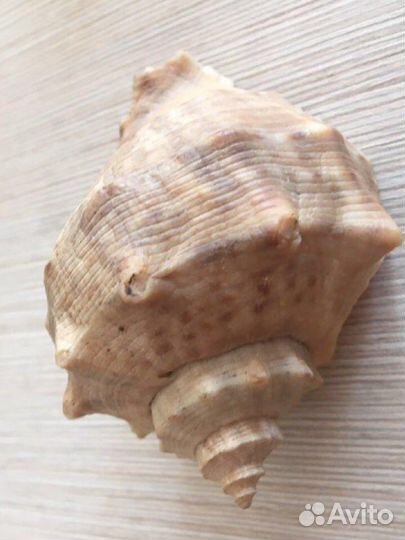 Ракушки для аквариума