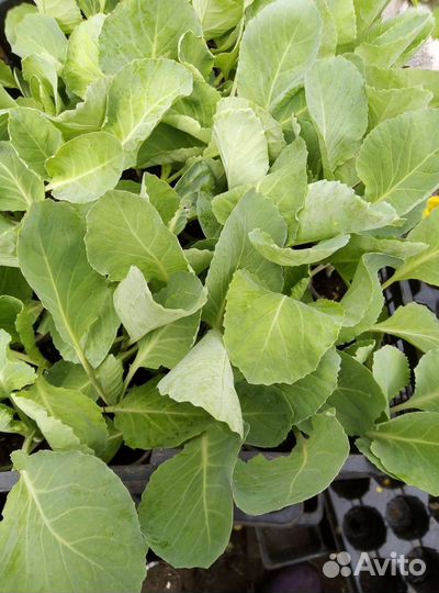 Рассада помидор, огурец, перца, баклажан, капусты