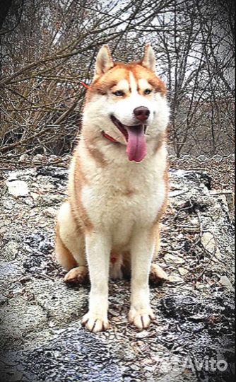 Сибирский Хаски для вязки