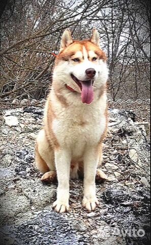 Сибирский Хаски для вязки