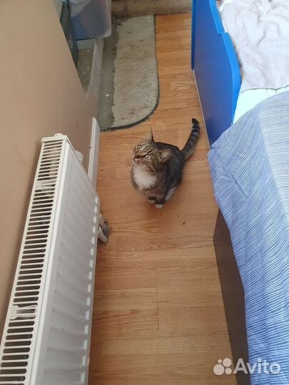 Кошка подросток Мисата