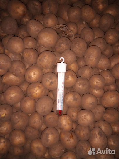 Семенной картофель гала