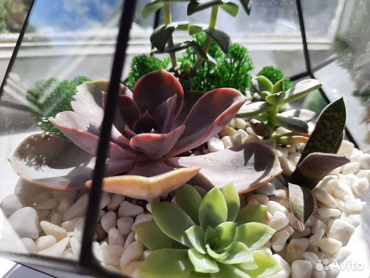 Флорариум форма 