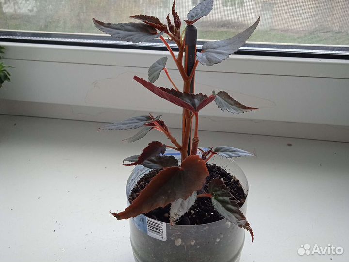 Аихризон декабрист.фиалка фикус