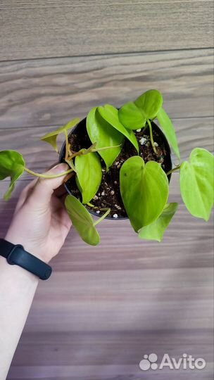 Филодендроны, ч. 1