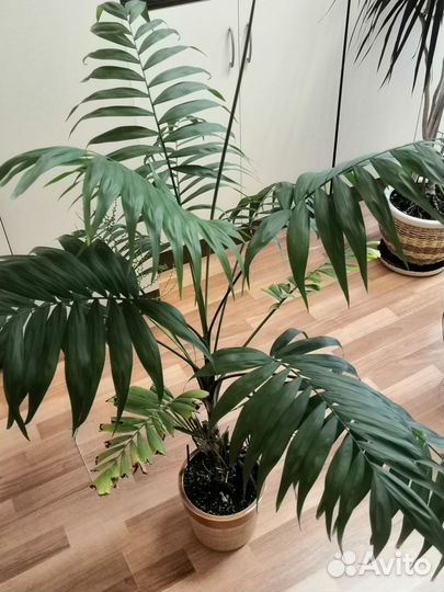 Комнатные цветы