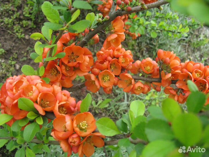 Айва японская, Хеномелес (саженцы)