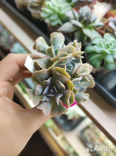 Суккуленты, эхеверии