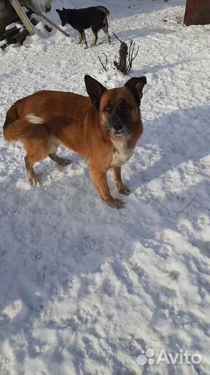 В добрые руки