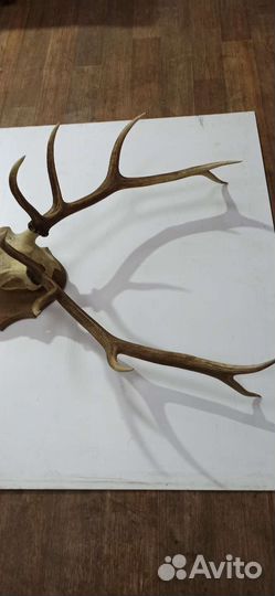 Рога оленя