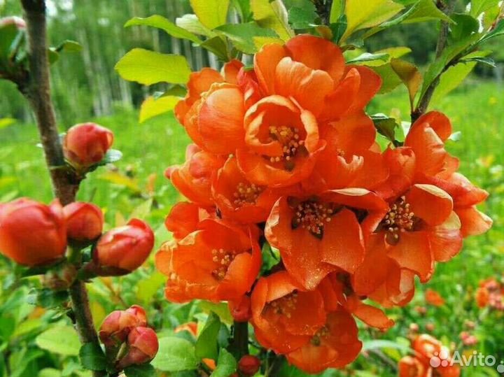 Калина бульденеж, айва японская