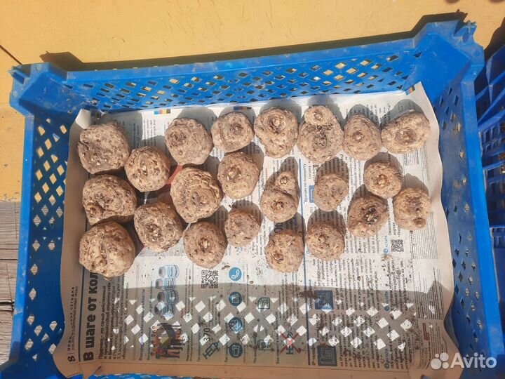 Луковицы Каллы