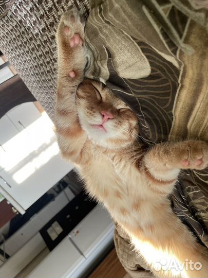 Отдам кота