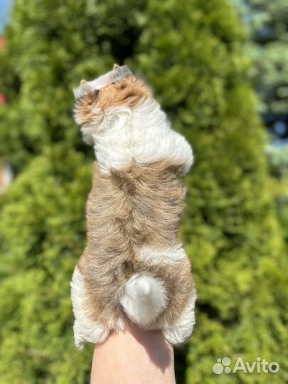 Девочка золотая с белым голдаст