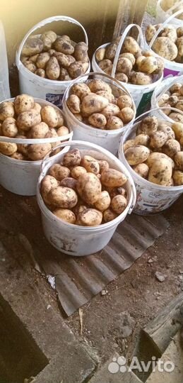 Продам картофель