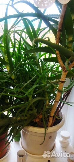 Комнатные цветы алоэ