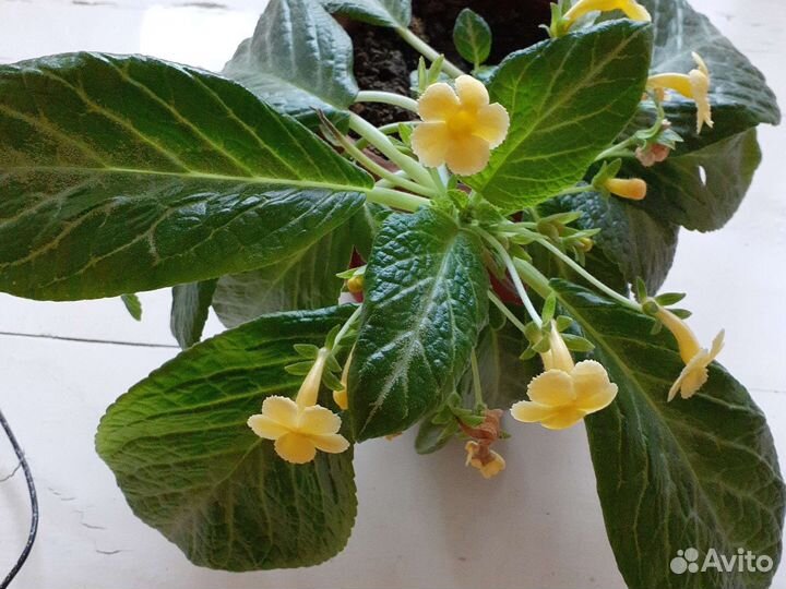 Спатифиллум