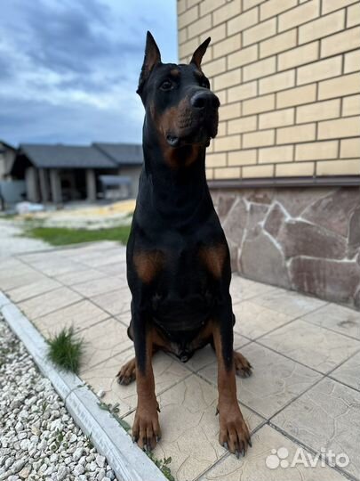 Доберман вязка